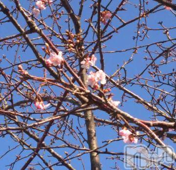 新潟デリヘル五十路マダム新潟店(カサブランカグループ)(イソジマダムニイガタテン)椎名すみれ(54)の2019年2月26日写メブログ「明日は…」