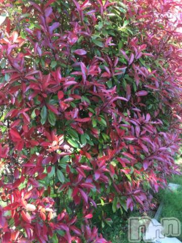 新潟デリヘル五十路マダム新潟店(カサブランカグループ)(イソジマダムニイガタテン)椎名すみれ(54)の2019年5月9日写メブログ「癒し?」