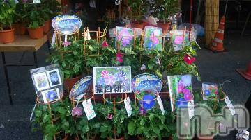 新潟デリヘル五十路マダム新潟店(カサブランカグループ)(イソジマダムニイガタテン)椎名すみれ(54)の2019年7月17日写メブログ「お休みです」