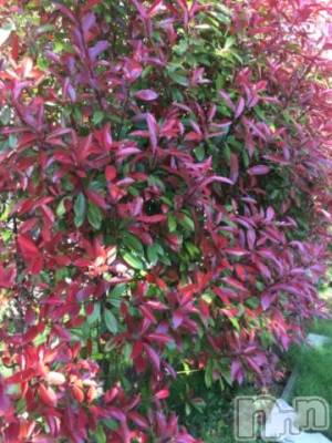 新潟デリヘル 五十路マダム新潟店(カサブランカグループ)(イソジマダムニイガタテン) 椎名すみれ(54)の5月9日写メブログ「癒し?」