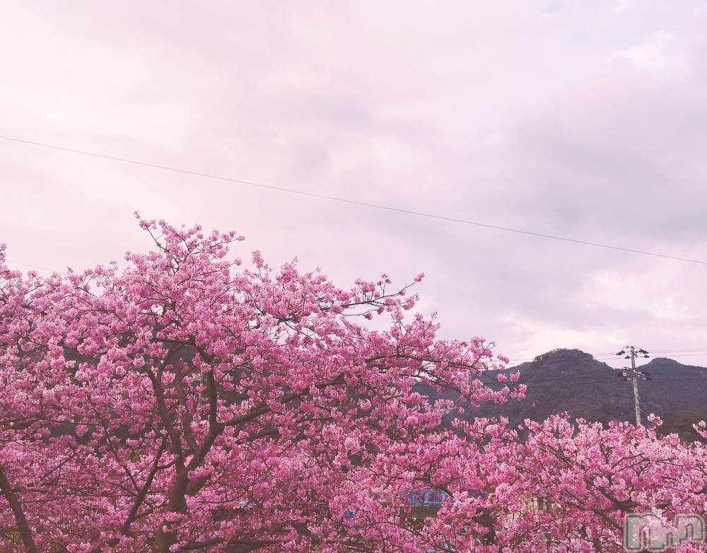 松本発風俗エステごらく松本(ゴラクマツモト) ☆千尋☆ちひろ(23)の4月12日写メブログ「桜の季節が」