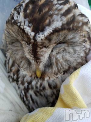 長野デリヘル スウィートフェアリー 激得-人妻-えり(34)の1月10日写メブログ「おはようございます♪」