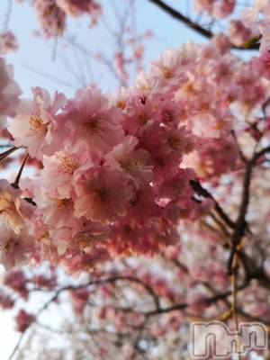 上越デリヘル らぶ妻　～新潟の人妻が集う店～(ラブツマ) 相川あみ★癒し女神(35)の4月3日写メブログ「皆さんの桜ソングなに？？」