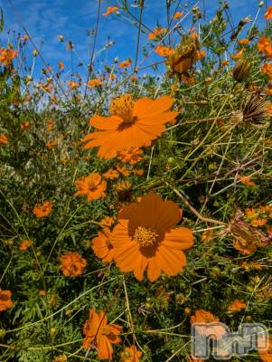 上越デリヘル らぶ妻　～新潟の人妻が集う店～(ラブツマ) 相川あみ★癒し女神(35)の9月18日写メブログ「たまには…」