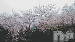 上越デリヘル上越最安値！奥様Deli急便(ジョウエツサイヤスネ！オクサマデリキュウビン) 短期不定期レア出勤！ ゆうみ(35)の4月25日写メブログ「さくら」