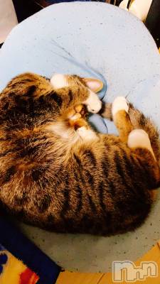 上越デリヘル 上越最安値！奥様Deli急便(ジョウエツサイヤスネ！オクサマデリキュウビン) 短期不定期レア出勤！ ゆうみ(35)の2月15日写メブログ「ねこ」