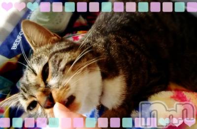 上越デリヘル 上越最安値！奥様Deli急便(ジョウエツサイヤスネ！オクサマデリキュウビン) 短期不定期レア出勤！ ゆうみ(35)の3月10日写メブログ「ねこねこ」