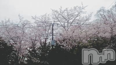 上越デリヘル 上越最安値！奥様Deli急便(ジョウエツサイヤスネ！オクサマデリキュウビン) 短期不定期レア出勤！ ゆうみ(35)の4月25日写メブログ「さくら」