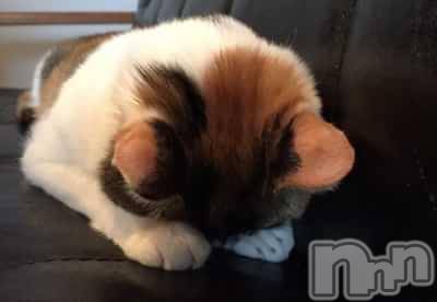 松本発デリヘル Revolution(レボリューション) あきな(29)の7月27日写メブログ「おやすみなさい！」