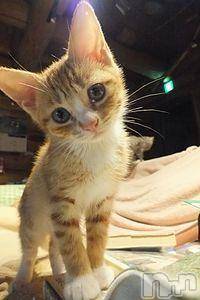 新潟デリヘル五十路マダム新潟店(カサブランカグループ)(イソジマダムニイガタテン) 松宮桜子(52)の2月24日写メブログ「春の発情期」