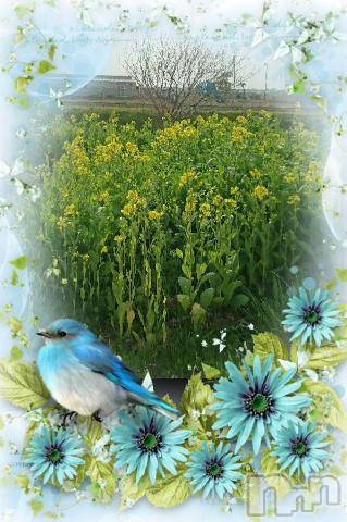 新潟デリヘル五十路マダム新潟店(カサブランカグループ)(イソジマダムニイガタテン) 松宮桜子(52)の4月8日写メブログ「お休み満喫」