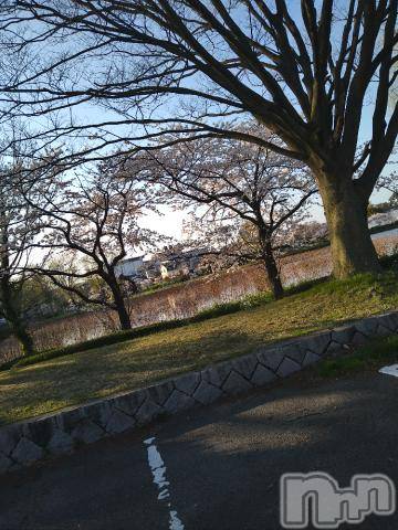 新潟デリヘル五十路マダム新潟店(カサブランカグループ)(イソジマダムニイガタテン) 松宮桜子(52)の4月12日写メブログ「サクラ🌸のある公園で、撮影して来ました！」