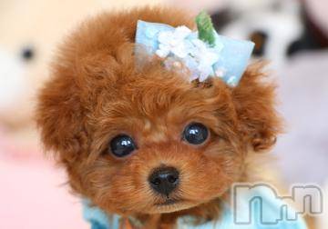 新潟デリヘル五十路マダム新潟店(カサブランカグループ)(イソジマダムニイガタテン) 松宮桜子(52)の9月18日写メブログ「ギブ♡」