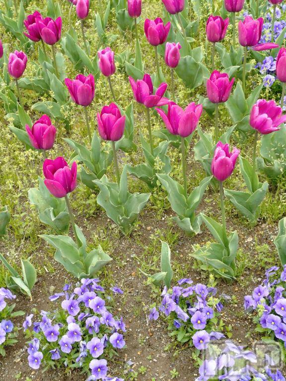 新潟デリヘル五十路マダム新潟店(カサブランカグループ)(イソジマダムニイガタテン) 松宮桜子(52)の4月30日写メブログ「暑熱順化」