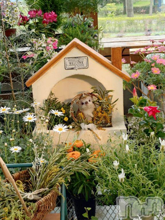 新潟デリヘル五十路マダム新潟店(カサブランカグループ)(イソジマダムニイガタテン) 松宮桜子(52)の5月3日写メブログ「昨日…」