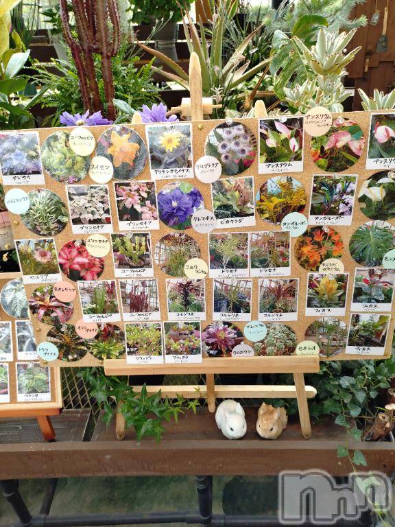 新潟デリヘル五十路マダム新潟店(カサブランカグループ)(イソジマダムニイガタテン) 松宮桜子(52)の5月18日写メブログ「お知らせ」