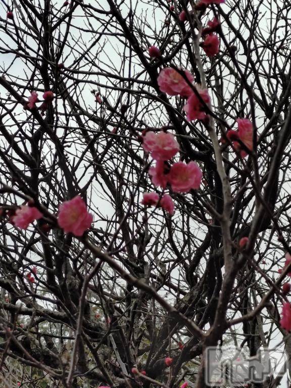 新潟デリヘル五十路マダム新潟店(カサブランカグループ)(イソジマダムニイガタテン) 松宮桜子(52)の3月9日写メブログ「梅の便り」