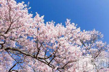 新潟デリヘル五十路マダム新潟店(カサブランカグループ)(イソジマダムニイガタテン)松宮桜子(52)の2019年4月14日写メブログ「独り言(笑)」