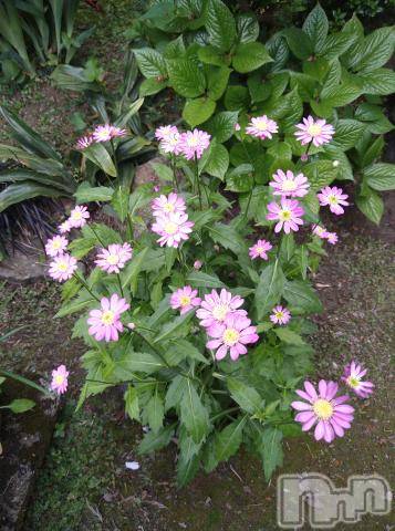 新潟デリヘル五十路マダム新潟店(カサブランカグループ)(イソジマダムニイガタテン)松宮桜子(52)の2022年6月26日写メブログ「先ほどの、生動画?」