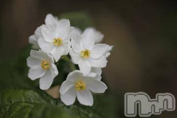 新潟デリヘル五十路マダム新潟店(カサブランカグループ)(イソジマダムニイガタテン)松宮桜子(52)の2022年9月20日写メブログ「こんばんは、お知らせです」