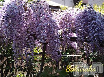 新潟デリヘル五十路マダム新潟店(カサブランカグループ)(イソジマダムニイガタテン)松宮桜子(52)の2023年4月28日写メブログ「松宮邸の藤が咲きました💕」