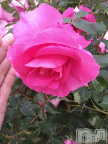 新潟デリヘル五十路マダム新潟店(カサブランカグループ)(イソジマダムニイガタテン)松宮桜子(52)の2024年5月21日写メブログ「さくらこ🌸です♪♪」