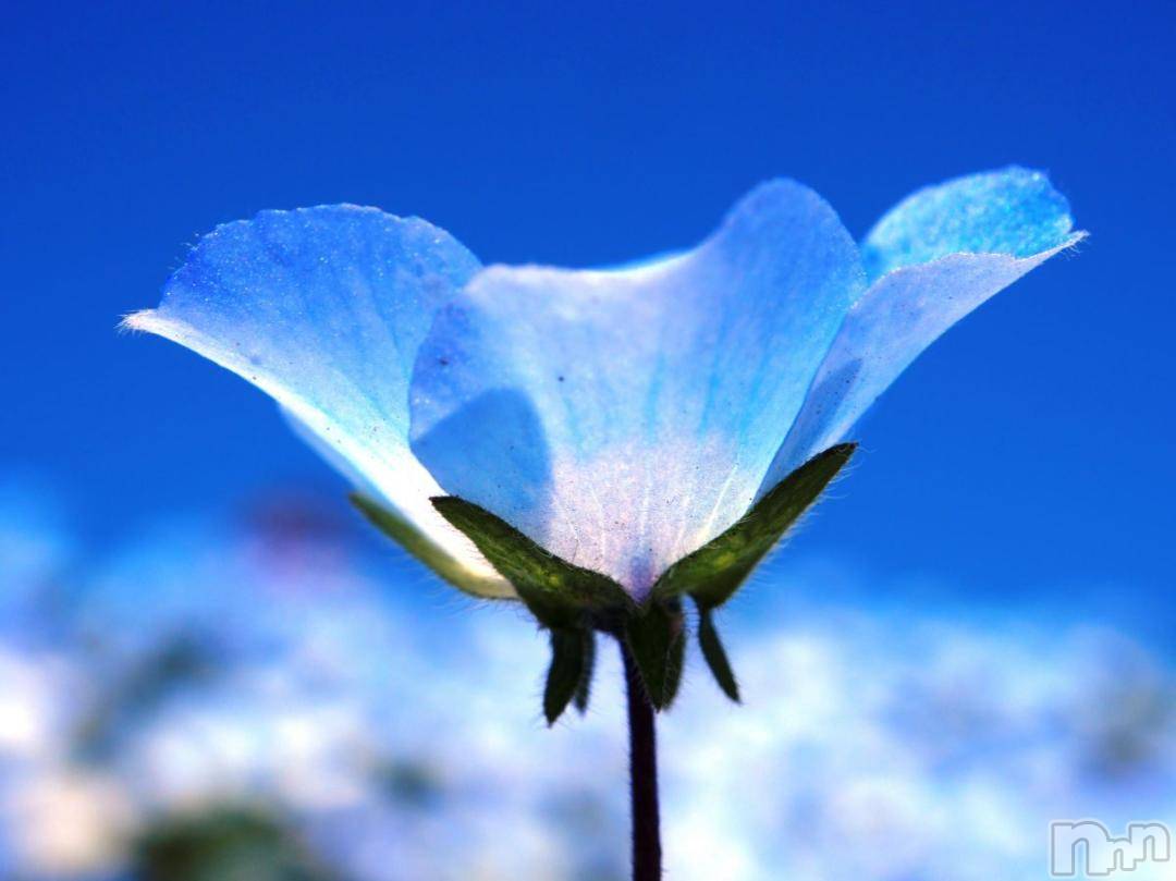 新潟デリヘル五十路マダム新潟店(カサブランカグループ)(イソジマダムニイガタテン)松宮桜子(52)の2024年11月3日写メブログ「おはようございます(*^_^*)」