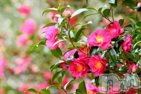 新潟デリヘル五十路マダム新潟店(カサブランカグループ)(イソジマダムニイガタテン)松宮桜子(52)の2026年2月18日写メブログ「変更です」