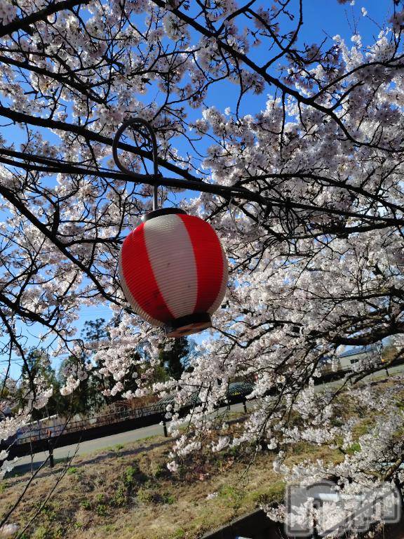 新潟デリヘル五十路マダム新潟店(カサブランカグループ)(イソジマダムニイガタテン)松宮桜子(52)の2026年4月8日写メブログ「ありがとうございます💕」