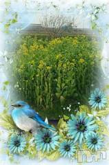 新潟デリヘル五十路マダム新潟店(カサブランカグループ)(イソジマダムニイガタテン) 松宮桜子(52)の4月8日写メブログ「お休み満喫」