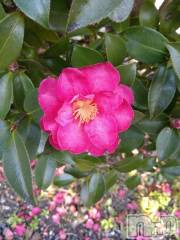 新潟デリヘル五十路マダム新潟店(カサブランカグループ)(イソジマダムニイガタテン) 松宮桜子(52)の2月19日写メブログ「お花がキレイですよ～💕」