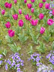 新潟デリヘル五十路マダム新潟店(カサブランカグループ)(イソジマダムニイガタテン) 松宮桜子(52)の4月30日写メブログ「暑熱順化」