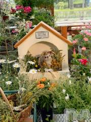 新潟デリヘル五十路マダム新潟店(カサブランカグループ)(イソジマダムニイガタテン) 松宮桜子(52)の5月3日写メブログ「昨日…」