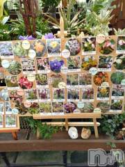 新潟デリヘル五十路マダム新潟店(カサブランカグループ)(イソジマダムニイガタテン) 松宮桜子(52)の5月18日写メブログ「お知らせ」