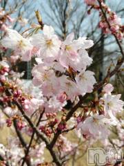 新潟デリヘル五十路マダム新潟店(カサブランカグループ)(イソジマダムニイガタテン) 松宮桜子(52)の3月29日写メブログ「さくらこ🌸です♪」