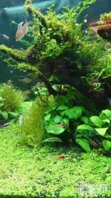 新潟デリヘル 五十路マダム新潟店(カサブランカグループ)(イソジマダムニイガタテン) 松宮桜子(52)の9月1日写メブログ「水槽の中のお戯れ♪」