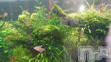 新潟デリヘル 五十路マダム新潟店(カサブランカグループ)(イソジマダムニイガタテン) 松宮桜子(52)の11月11日写メブログ「癒やされる～??」