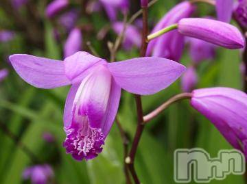 新潟デリヘル 五十路マダム新潟店(カサブランカグループ)(イソジマダムニイガタテン) 松宮桜子(52)の5月16日写メブログ「おはようございます＼(^o^)／」