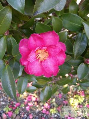 新潟デリヘル 五十路マダム新潟店(カサブランカグループ)(イソジマダムニイガタテン) 松宮桜子(52)の2月19日写メブログ「お花がキレイですよ～💕」