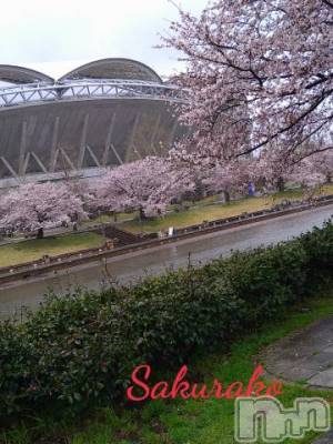 新潟デリヘル 五十路マダム新潟店(カサブランカグループ)(イソジマダムニイガタテン) 松宮桜子(52)の4月9日写メブログ「公園⛲のサクラ🌸、咲いてました！」