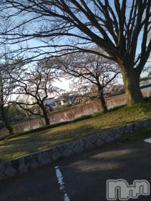 新潟デリヘル 五十路マダム新潟店(カサブランカグループ)(イソジマダムニイガタテン) 松宮桜子(52)の4月12日写メブログ「サクラ🌸のある公園で、撮影して来ました！」