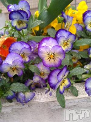 新潟デリヘル 五十路マダム新潟店(カサブランカグループ)(イソジマダムニイガタテン) 松宮桜子(52)の5月6日写メブログ「涙の朝…」