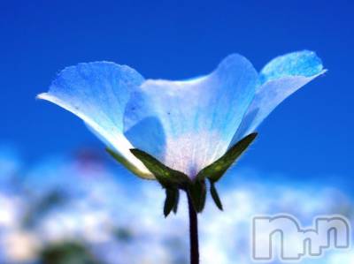 新潟デリヘル 五十路マダム新潟店(カサブランカグループ)(イソジマダムニイガタテン) 松宮桜子(52)の11月3日写メブログ「おはようございます(*^_^*)」