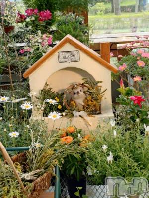 新潟デリヘル 五十路マダム新潟店(カサブランカグループ)(イソジマダムニイガタテン) 松宮桜子(52)の5月3日写メブログ「昨日…」