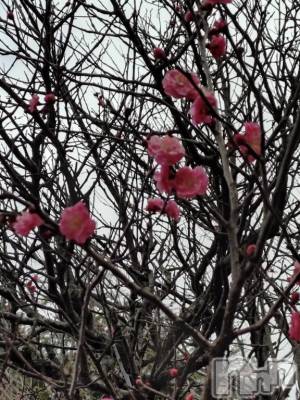 新潟デリヘル 五十路マダム新潟店(カサブランカグループ)(イソジマダムニイガタテン) 松宮桜子(52)の3月9日写メブログ「梅の便り」