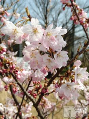 新潟デリヘル 五十路マダム新潟店(カサブランカグループ)(イソジマダムニイガタテン) 松宮桜子(52)の3月29日写メブログ「さくらこ🌸です♪」