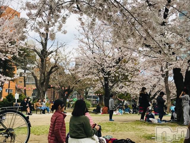 新潟ソープスチュワーデス ことり(32)の4月16日写メブログ「白山公園が満開☆」