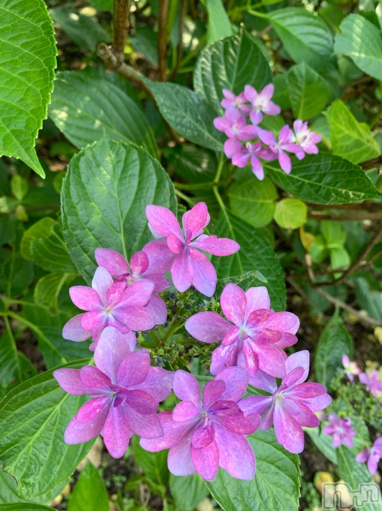 新潟ソープスチュワーデス ことり(32)の6月28日写メブログ「これも紫陽花なんだって。」