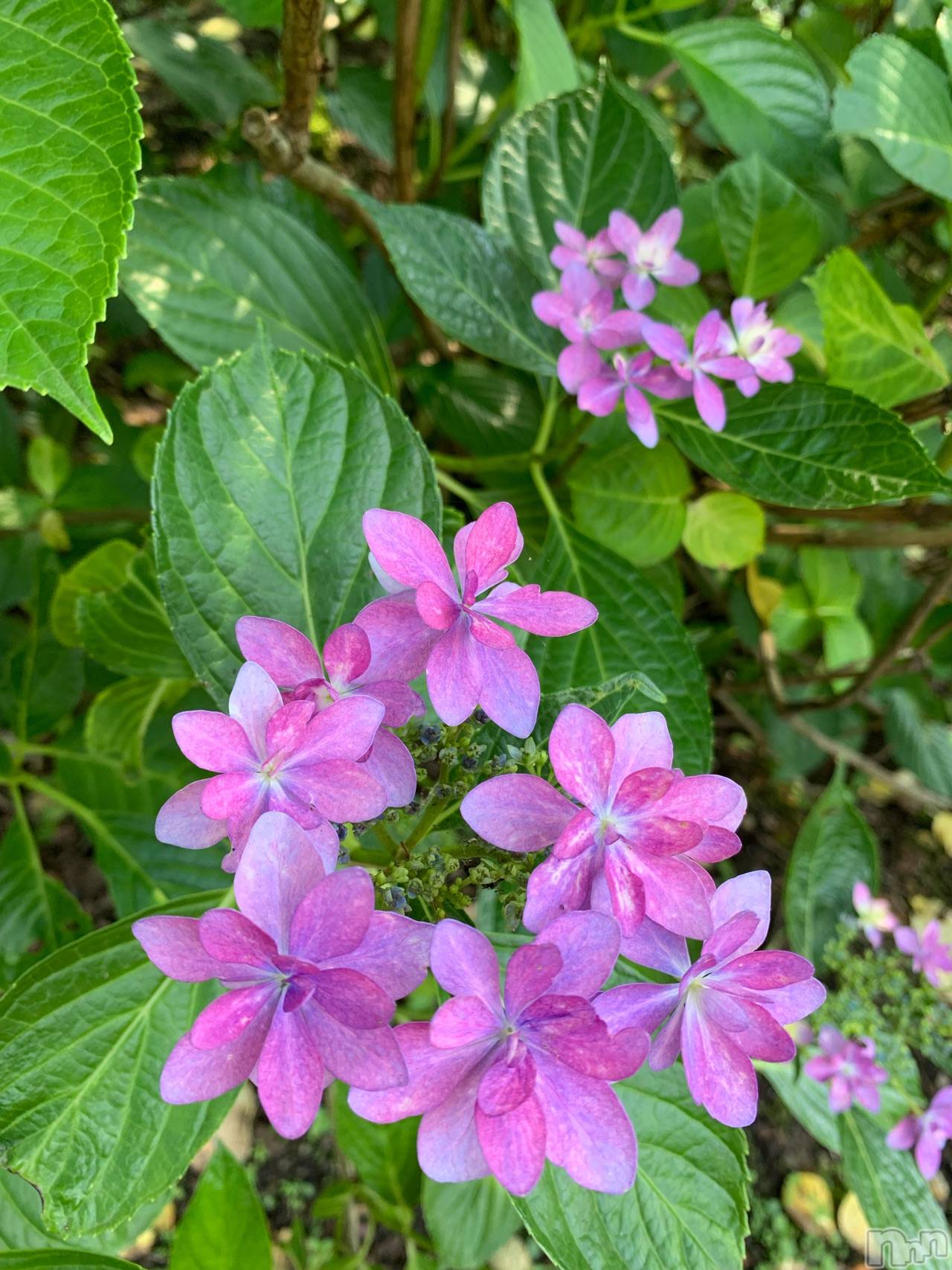 新潟ソープスチュワーデスことり(32)の2019年6月28日写メブログ「これも紫陽花なんだって。」