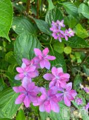 新潟ソープスチュワーデス ことり(32)の6月28日写メブログ「これも紫陽花なんだって。」